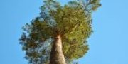 pine tree